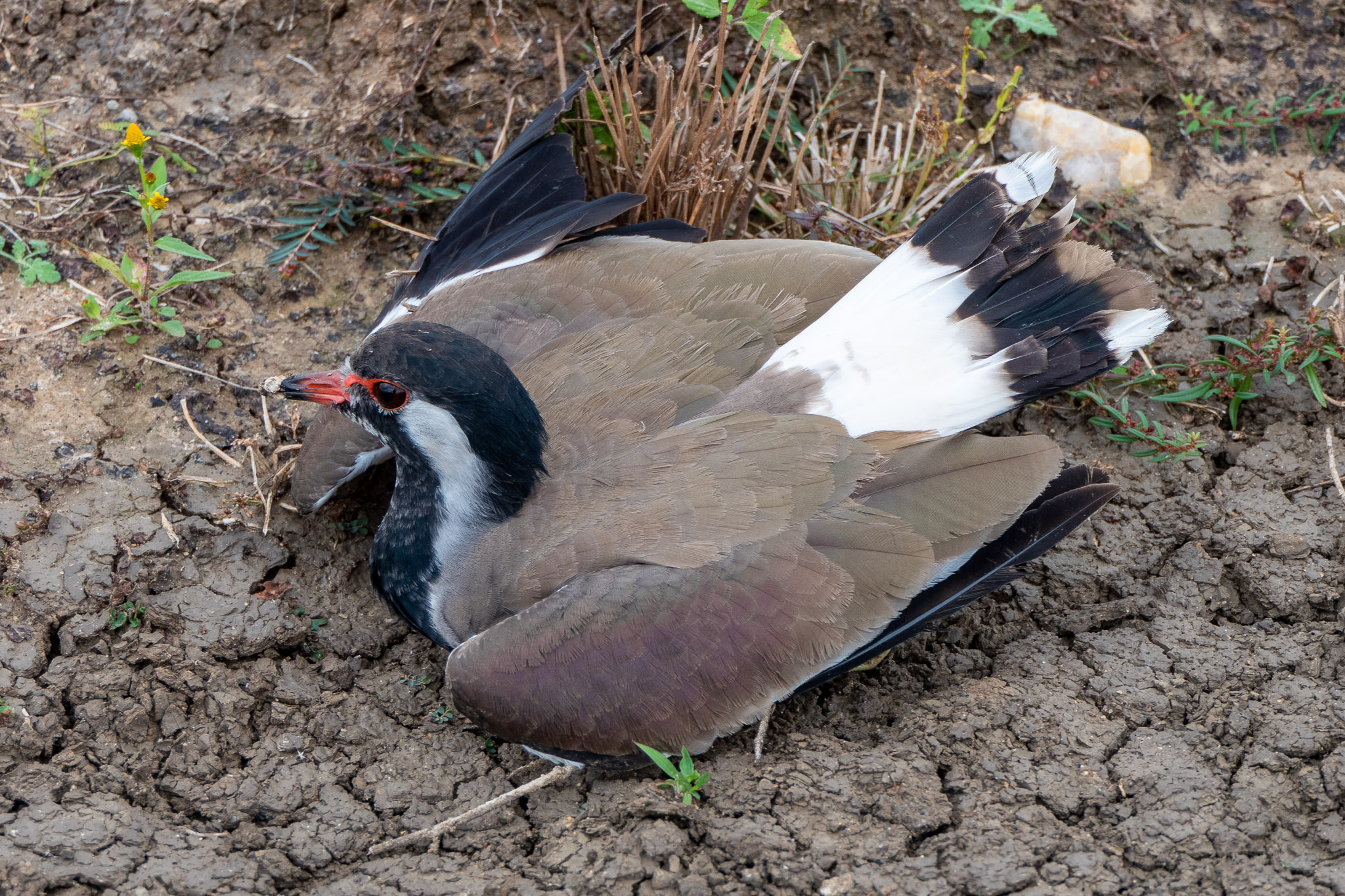Why the long neck? Signs of avian botulism to look out for!
