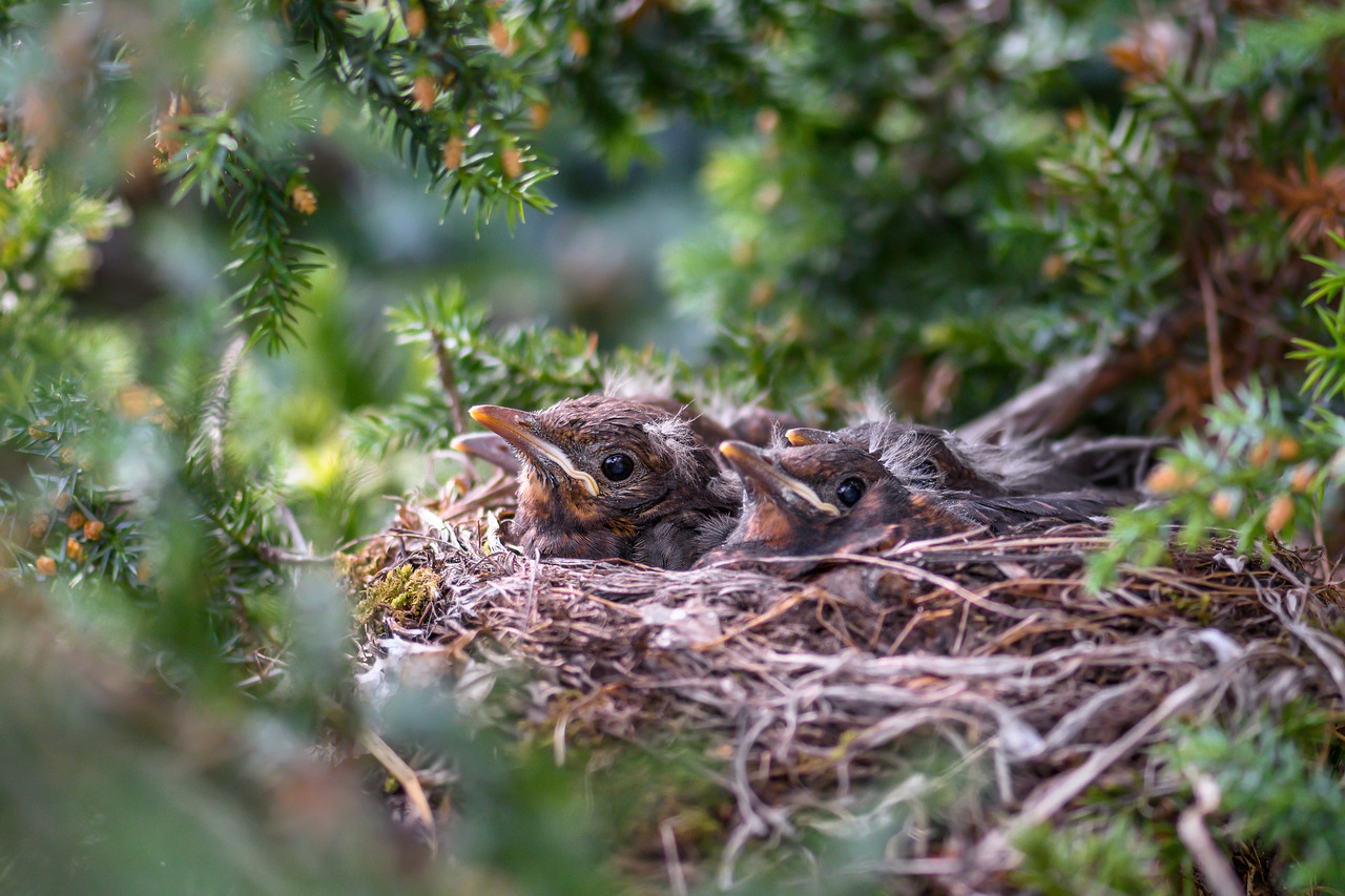 From Twigs to Trash: The Surprising Evolution of Bird Nests