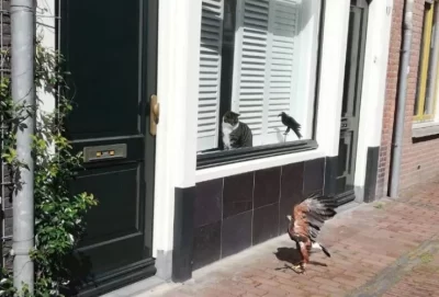 I want this after the first alinea