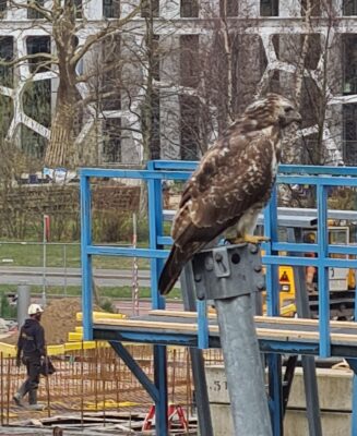 I want this image after the third alinea