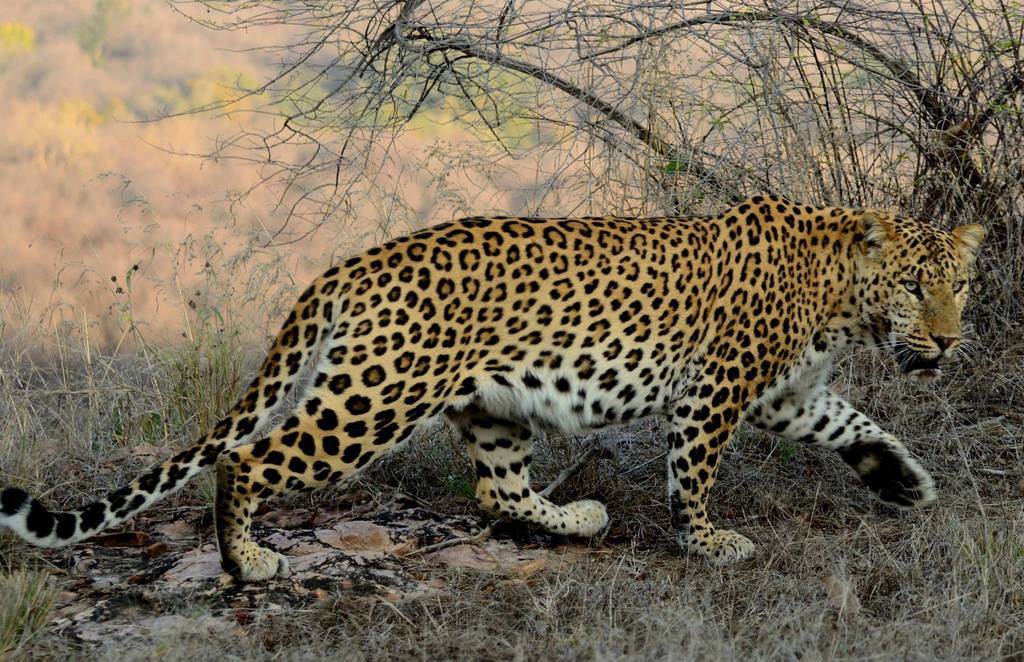 Of leopards and men; the presence of a lethal predator in Mumbai