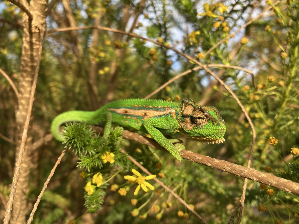 New Lit Alert: Big cities, big bodies: urbanisation correlates with large body sizes and enhanced body condition in African dwarf chameleons (Genus: Bradypodion)
