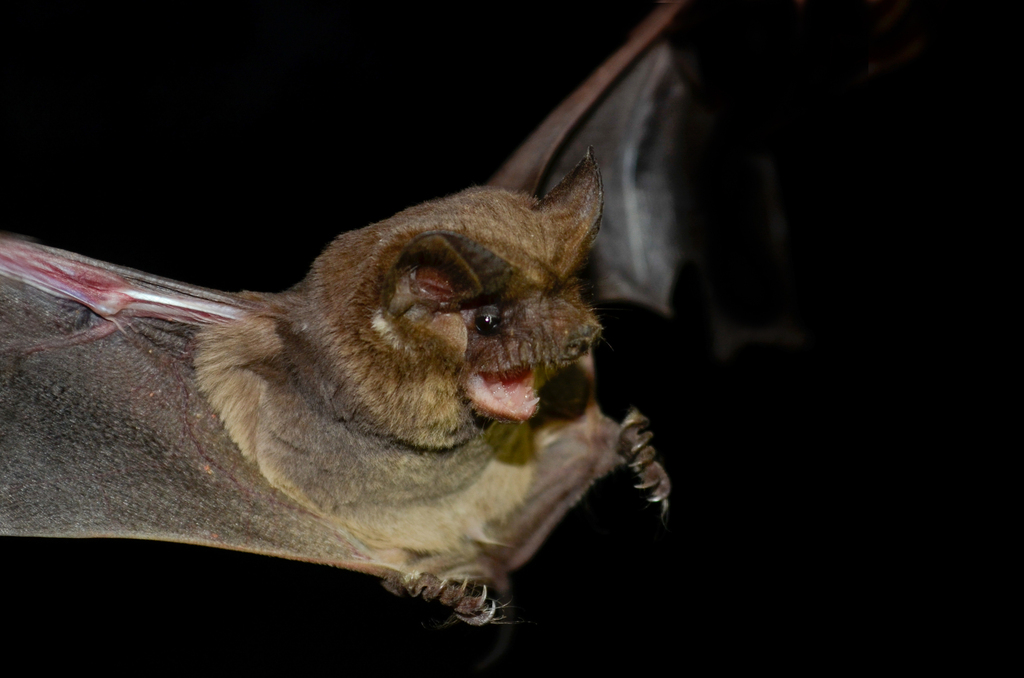 New Lit Alert: City lights, moonlit nights: examining bat responses to urbanization and lunar cycles