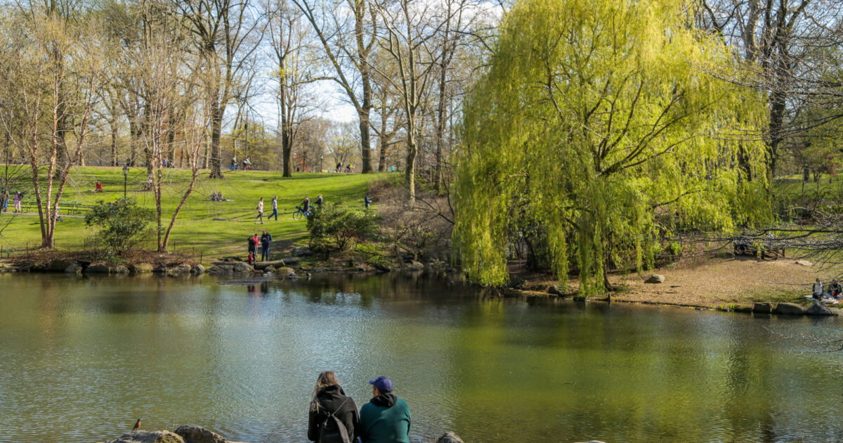 SICB 2025: The Impact of Urban Heat Islands and Wetlands on Avian Diversity