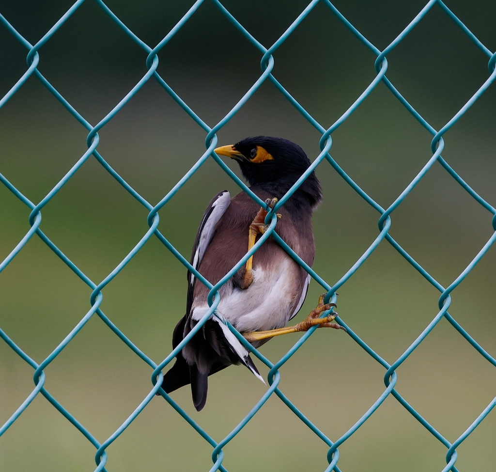 New Lit Alert: Parallel Signatures of Diet Adaptation in the Invasive Common Myna Genome