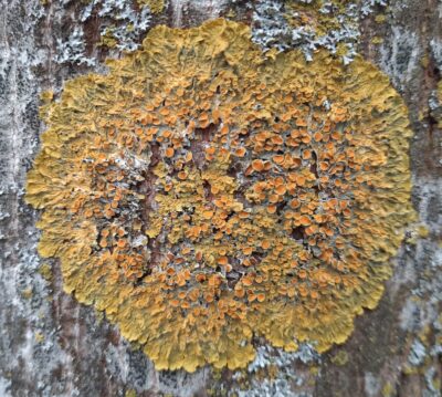 Large Xanthoria parietina colony on tree bark. (Leiderdorp, The Netherlands)
