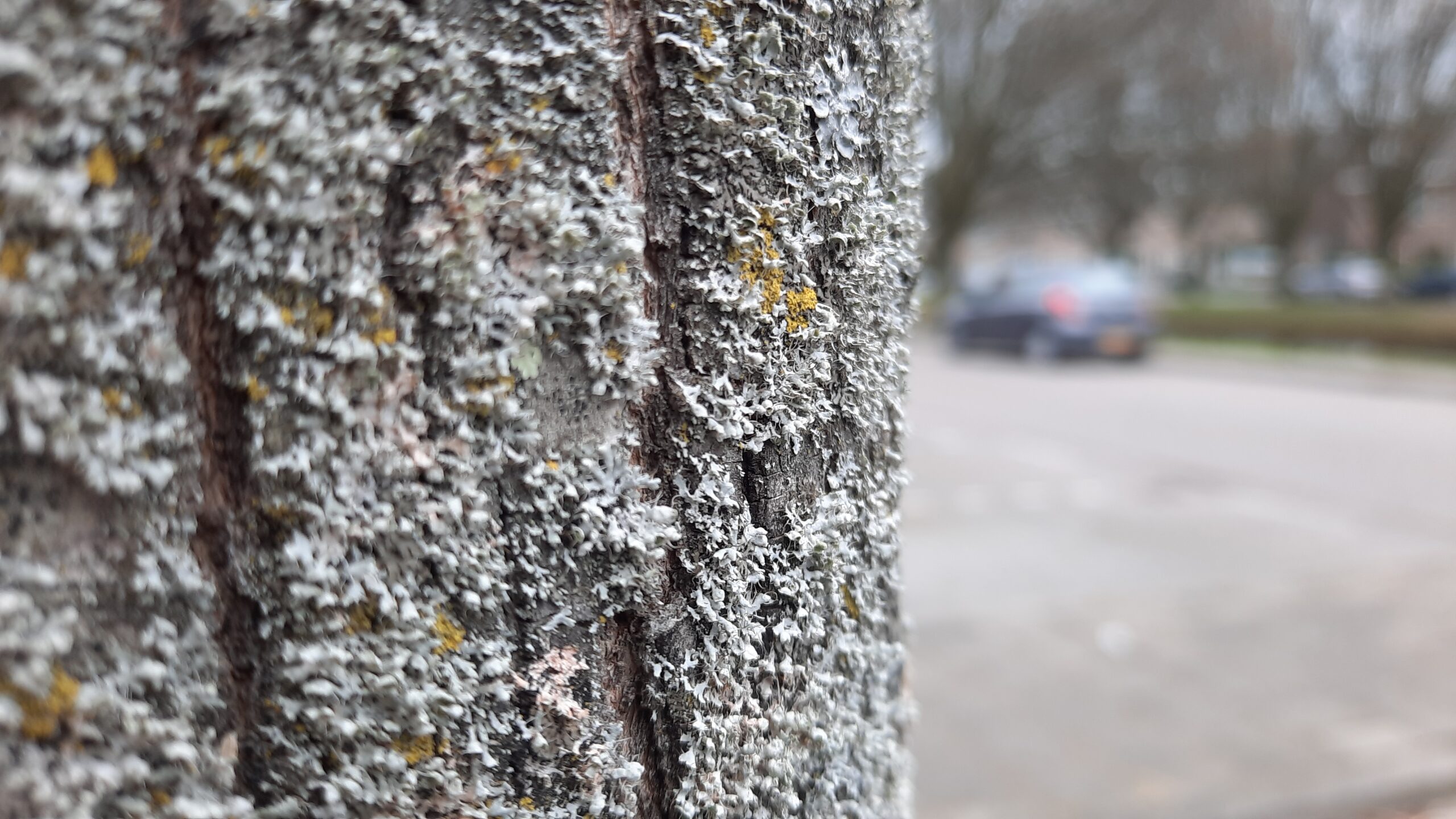 Physcia adscendens colony on tree bark in the middle of the city (Leiderdorp, the Netherlands)