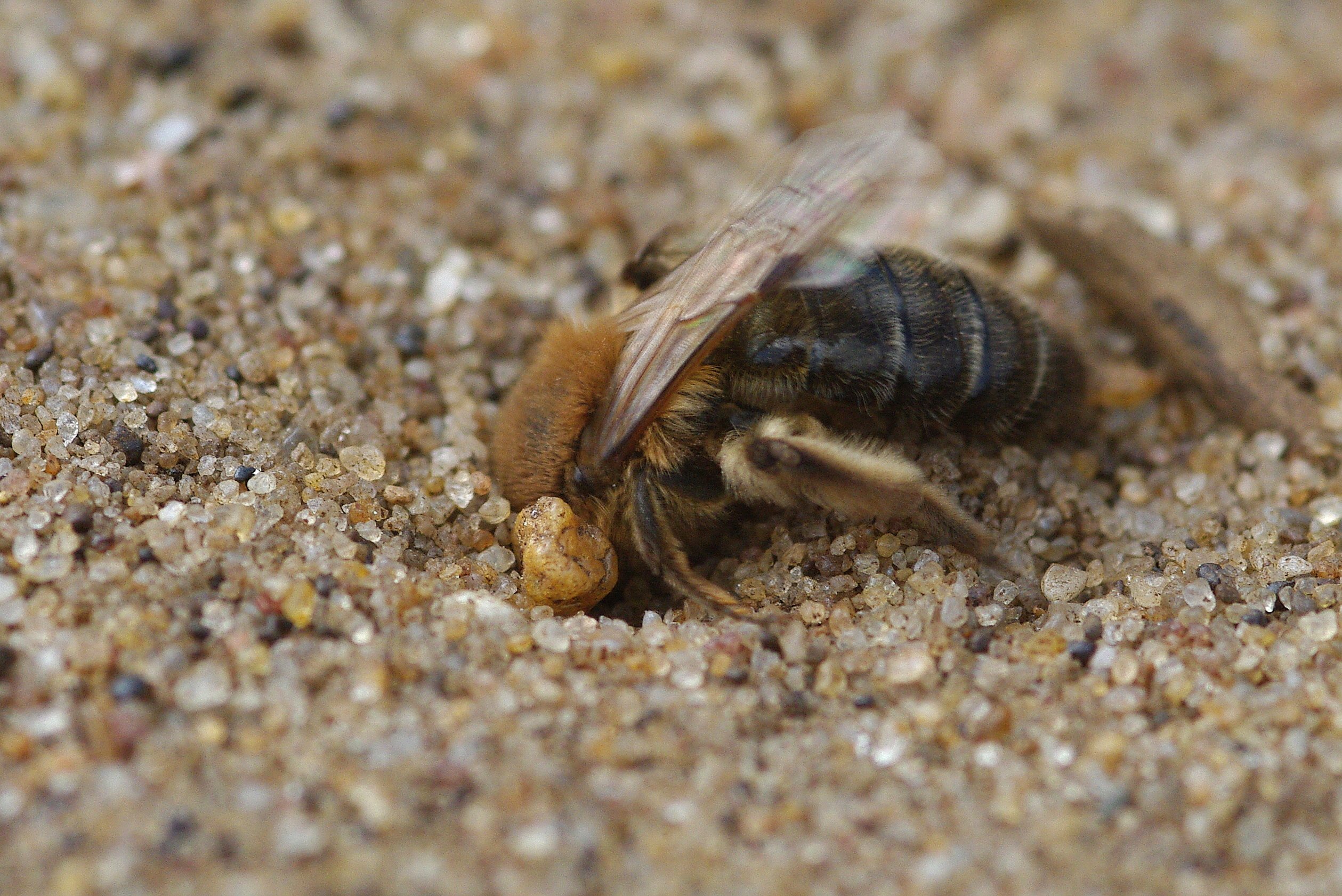 Bees below our feet: How pavement can host a diversity of nesting bees