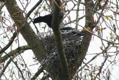 Carrion crows (Corvus corone) on their nest, partly made of anti-bird spikes, in a poplar tree.