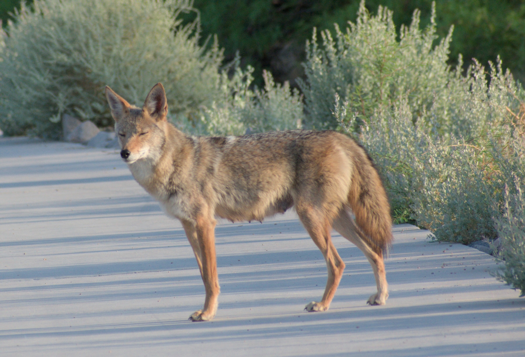 Coyotes as Proxy for Urban Evolution