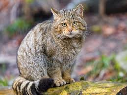 Our cat’s cousin has returned to the Netherlands!