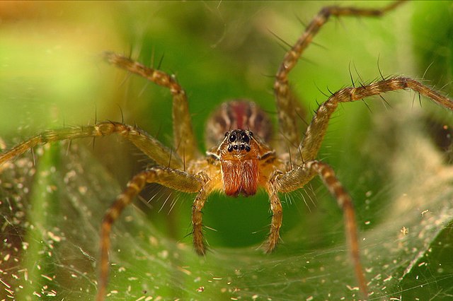 The Urban Spider Survival Guide