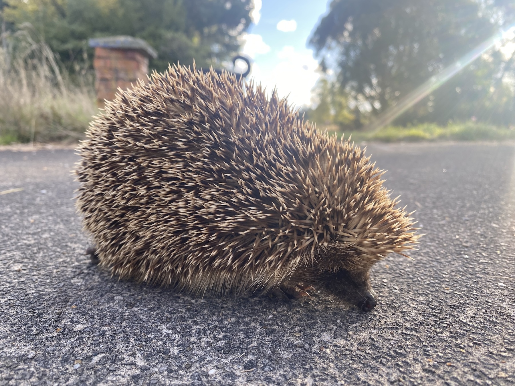New Lit Alert! Melanic urban hedgehogs!