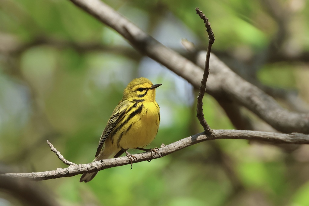 New Lit Alert: Colourful Urban Birds: Bird Species Successful in Urban Environments Have More Elaborate Colours and Less Brown