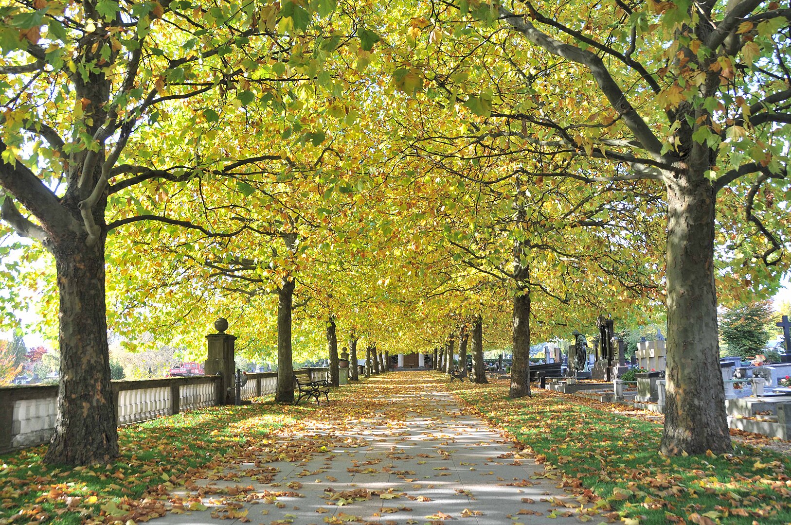 Beyond the Shade: The Growing Disadvantages of the London Plane