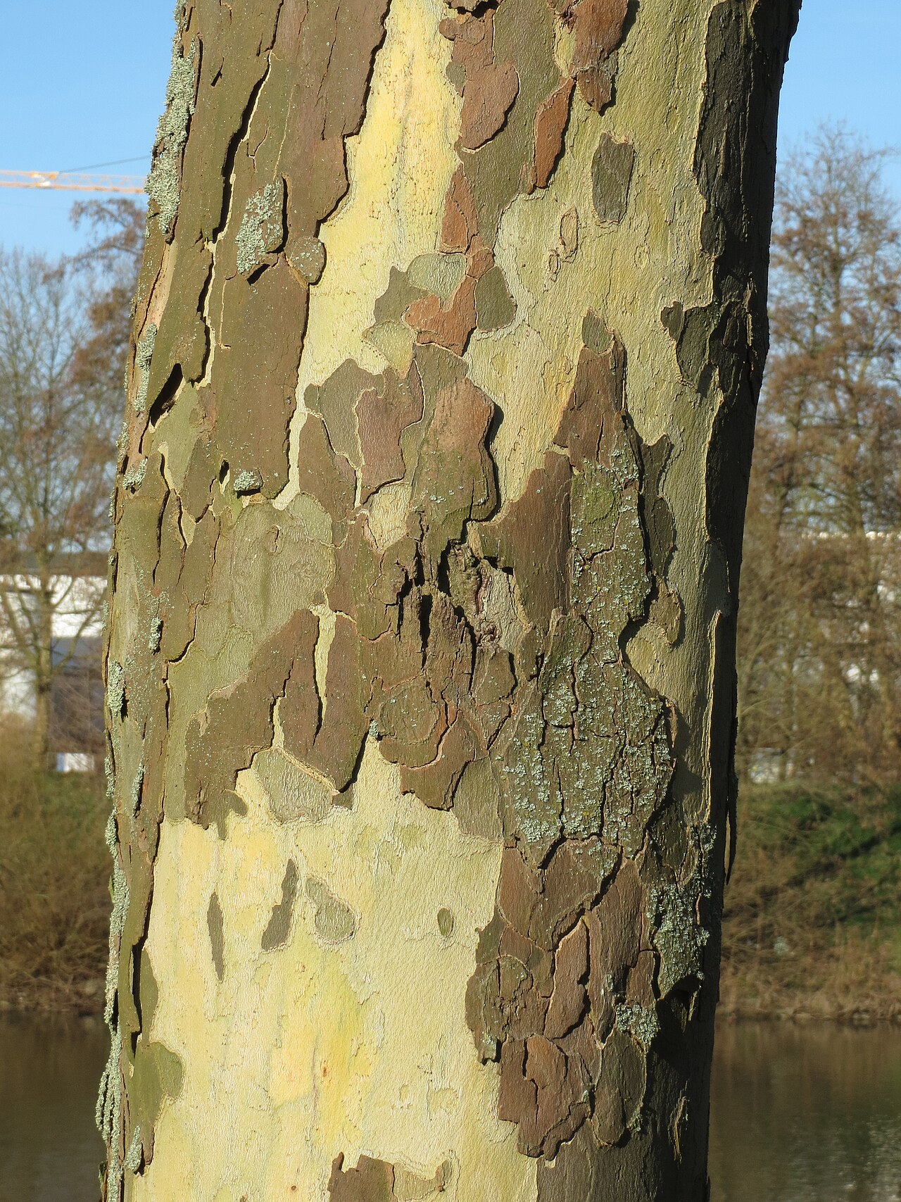 A close-up of the peeling, multi-colored bark of a London plane.