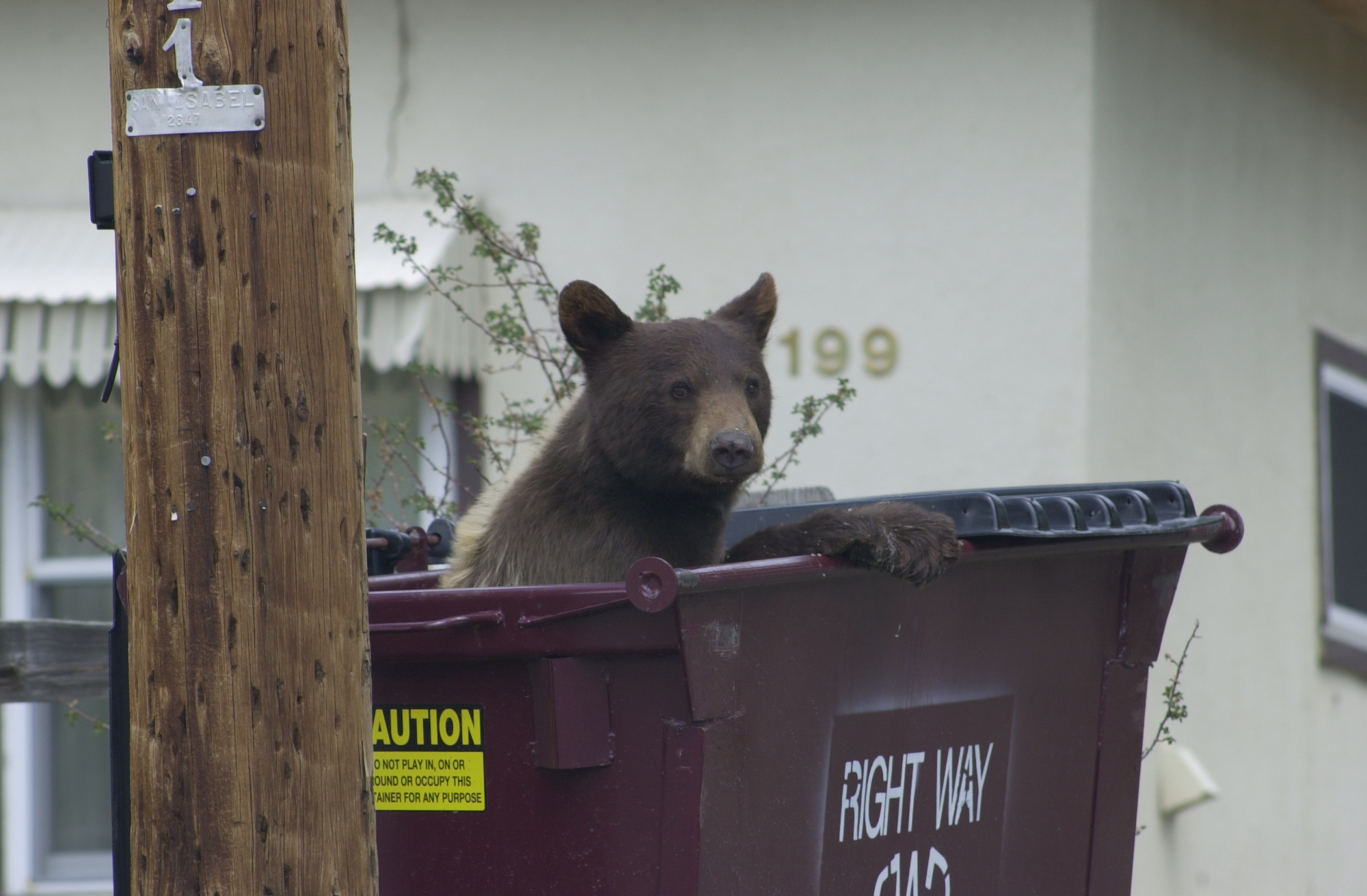 Black bears in the Backyard: Adapting to a New Kind of Wild