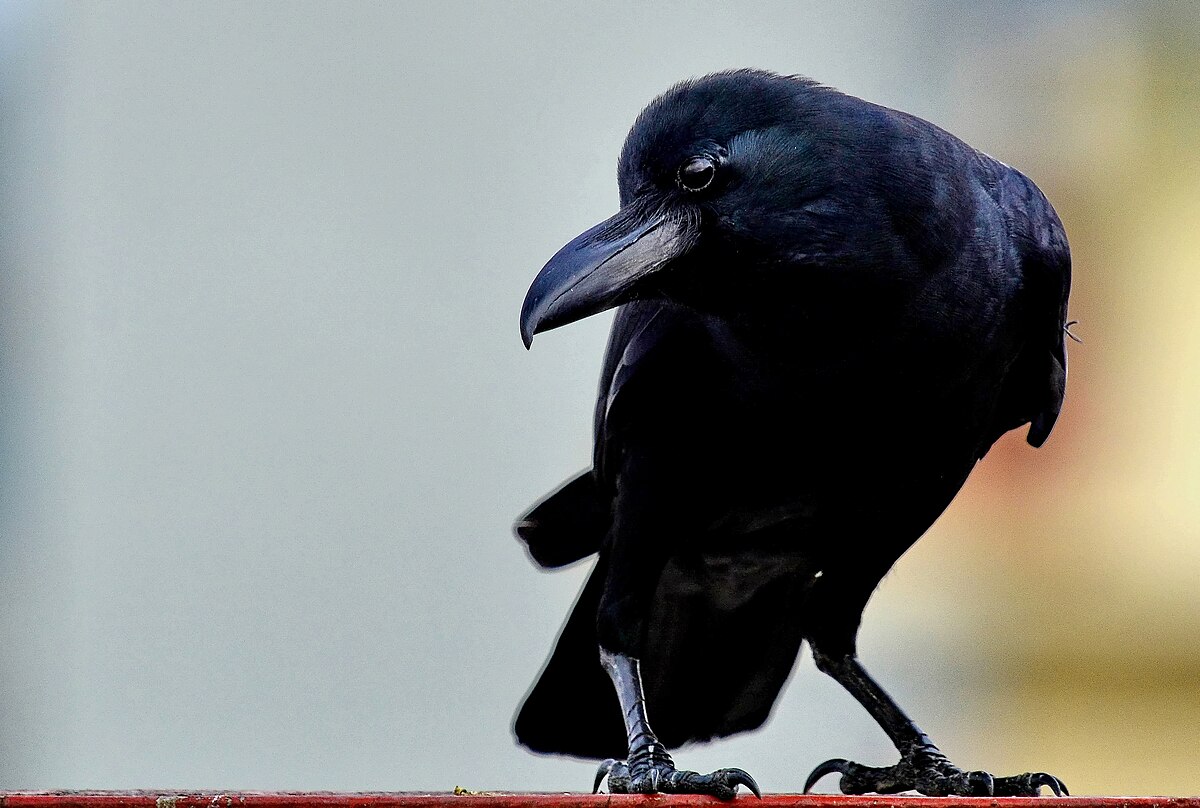 They Know Who You Are: How City Animals Recognize People