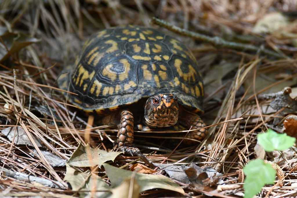 New Lit Alert: Reduced thermoregulatory ability contributes to increased mortality in urban box turtles (Terrapene spp.)
