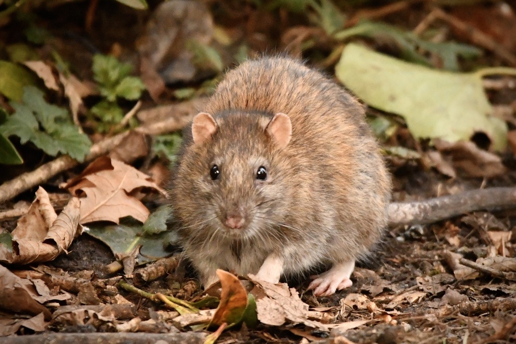The Superpowers of Urban Rats: How urban life transforms rodents