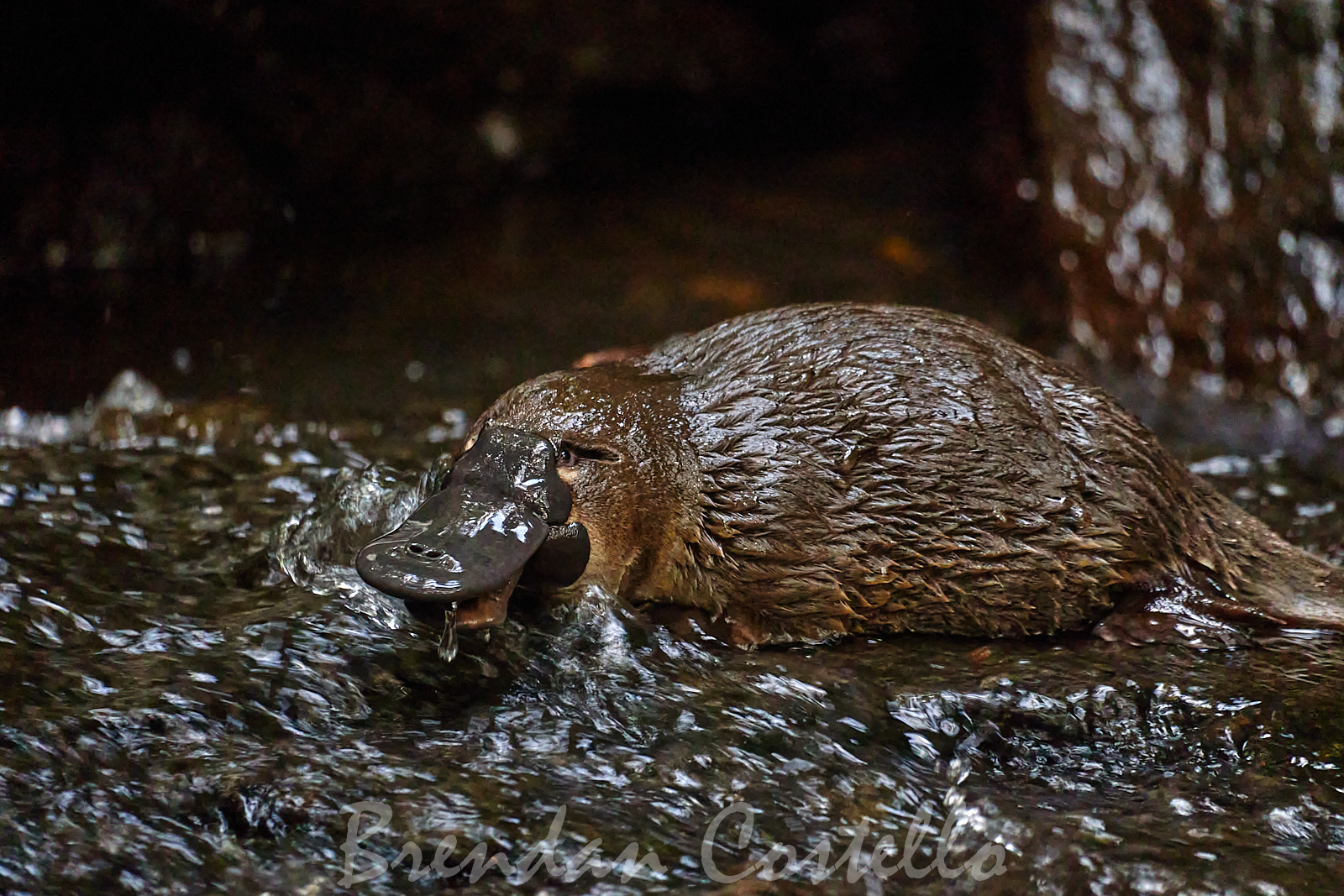 Swimming through concrete: how the platypus adapts to city life