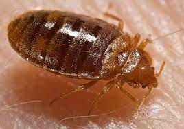 New Lit Alert: Were bed bugs the first urban pest insect? Genome-wide patterns of bed bug demography mirror global human expansion