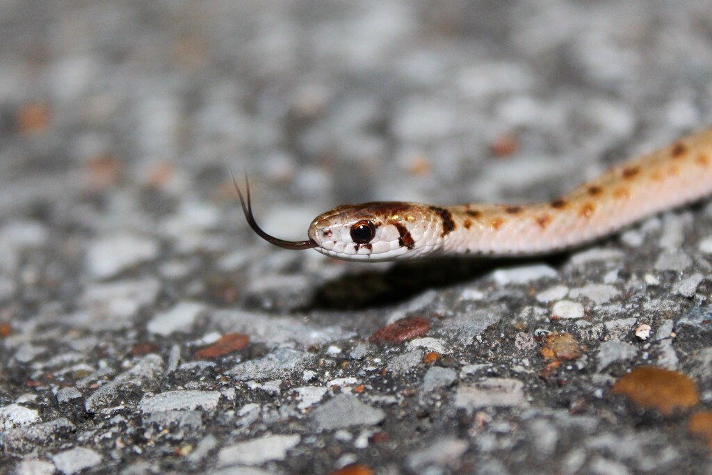 New Lit Alert: Interpopulation morphological differences and sexual dimorphism of Dekay’s brownsnake (Storeria dekayi) along a rural–urban gradient