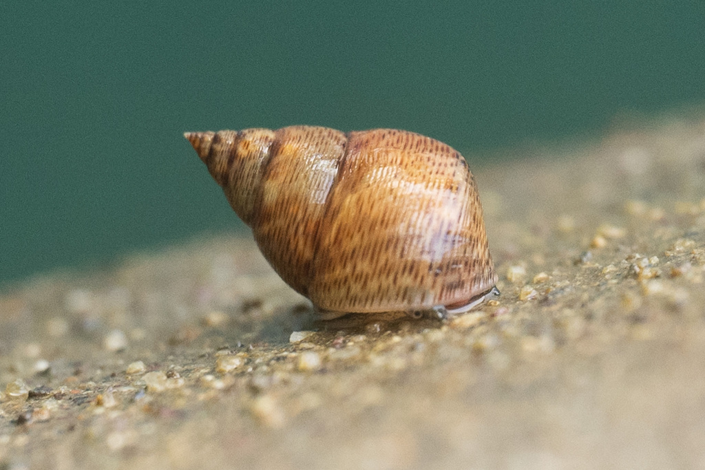 New Lit Alert: Parallel phenotypes of Littoraria angulifera emerge across ecoregions, as a response to urbanization