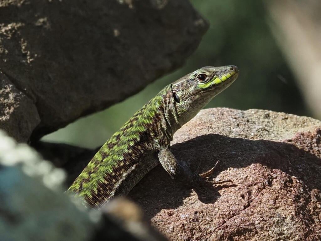 New Lit Alert: Sex-specific morphological shifts across space and time in replicate urban wall lizard introductions