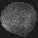 Picture of a freshwater sponge gemmule taken by Nicole de Voogd