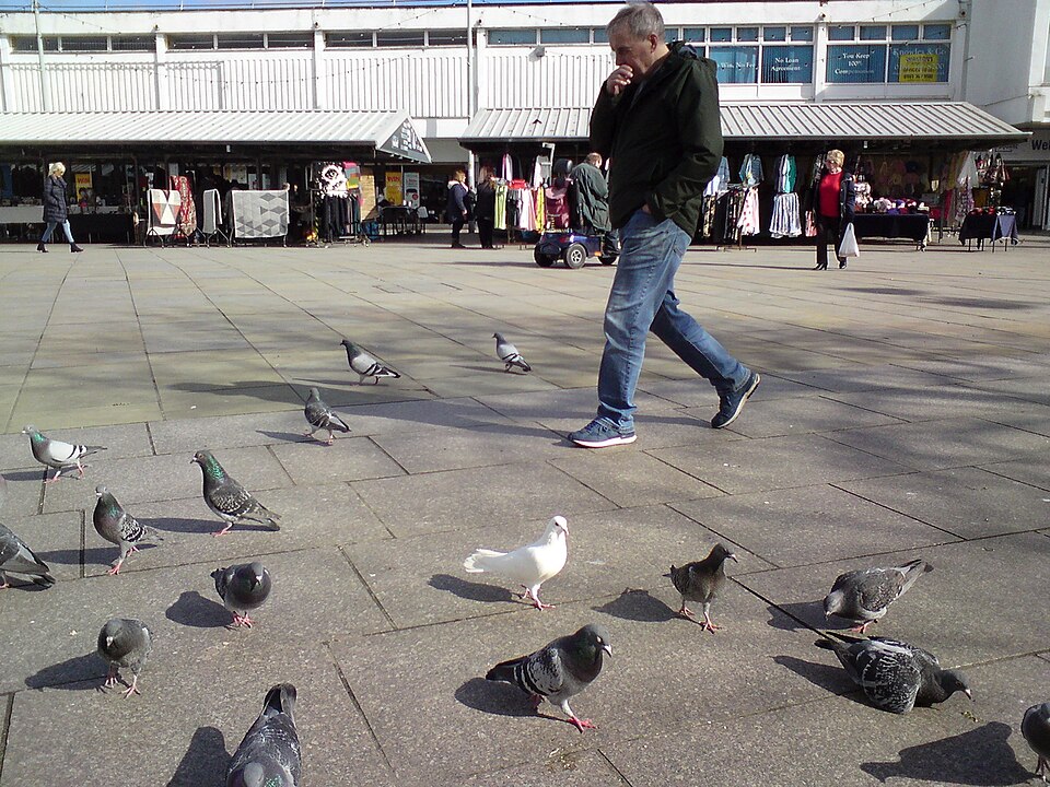 Large group of pigeons gathered in an urban public square with few people present.