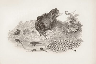 Showing the life cycle of a frog. Bottom right we start with eggs, going in a clockwise circle to tadpoles in their phases of development, and finally at the top, an adult frog.